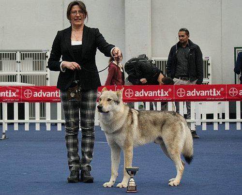 捷克狼犬和哈士奇,世界名犬捷克狼