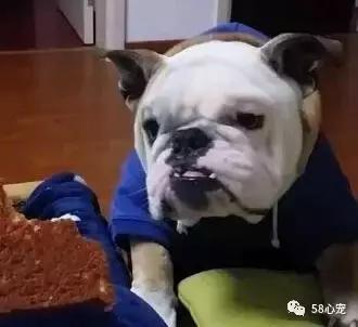 一梦谈狗:英牛那么丑,价格又贵,为什么还有那么多人养?