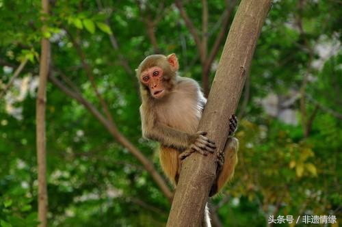 世界上最大胆的动物连老虎都不怕,老虎真的是什么都不怕