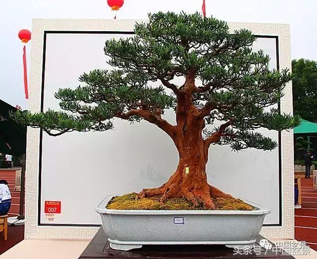 盆景收藏的前景,盆景收藏视频大全