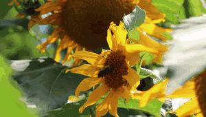 昆明捞鱼河公园万株野花如期绽放，国庆节踩烂2张共享单车也得去