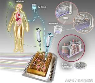 器官芯片技术,器官芯片