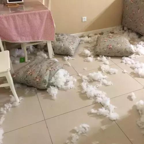 一梦谈狗：英牛那么丑，价格又贵，为什么还有那么多人养？