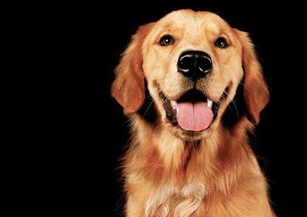 饲养金毛的禁忌,金毛为啥不建议新手养