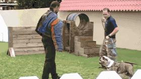 一梦谈狗:英牛那么丑,价格又贵,为什么还有那么多人养?