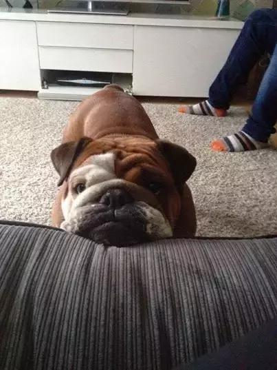 一梦谈狗:英牛那么丑,价格又贵,为什么还有那么多人养?