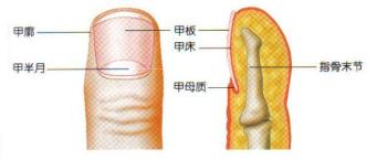 指甲上的月牙渐渐消失是怎么回事,指甲上的月牙是代表健康的状况吗