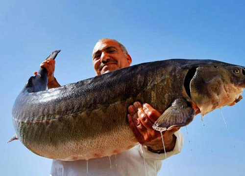 俄罗斯的鱼子酱你一定要尝尝,俄罗斯鱼子酱真的好吃不