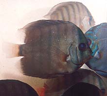 七彩神仙鱼药物中毒表现,七彩神仙鱼的症状及治疗方法