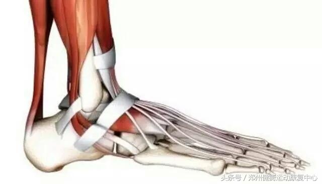 膝关节损伤要静养还是恢复训练,膝关节稳定训练避免运动损伤