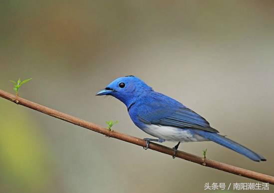 百鸟展门票,百鸟展门票早鸟票