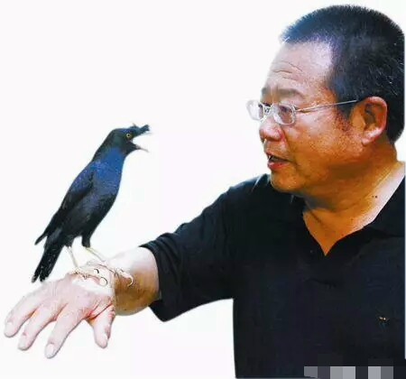 小八哥说话用捻舌头吗,八哥要捻舌头才会说话吗