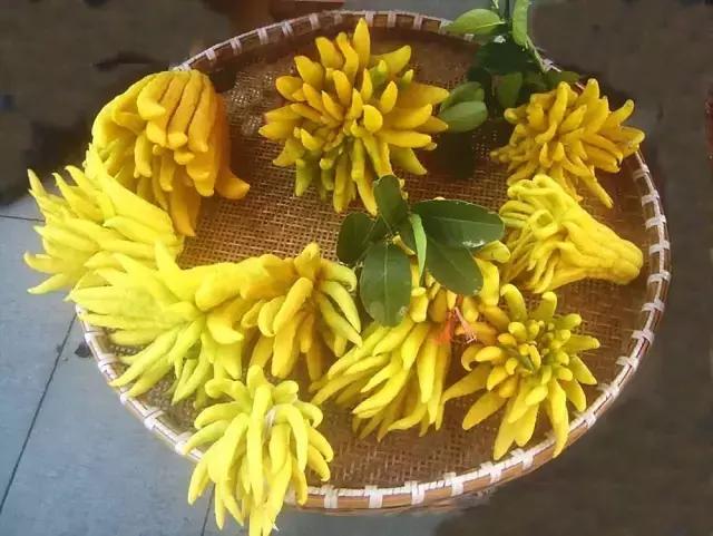 佛手柑果的栽培和管理,佛手柑管理方法