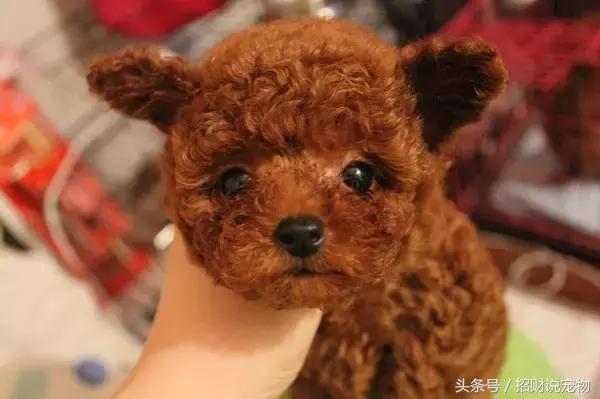 养宠小知识狗突然大量掉毛怎么办,养宠知识狗狗伤口怎么处理