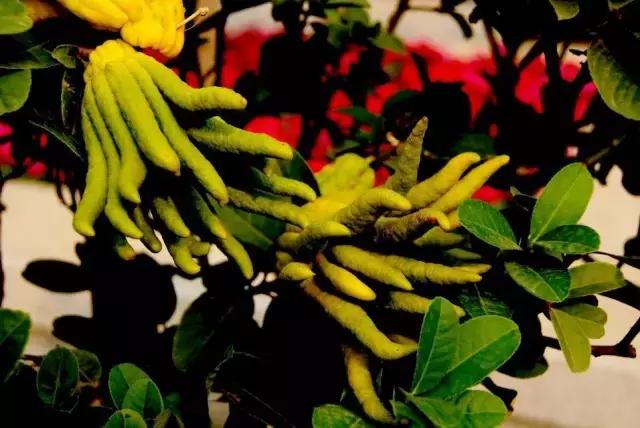 佛手柑果的栽培和管理,佛手柑管理方法