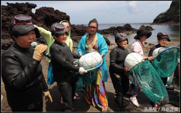 青岛韩国野生海参,纯野生海参韩国