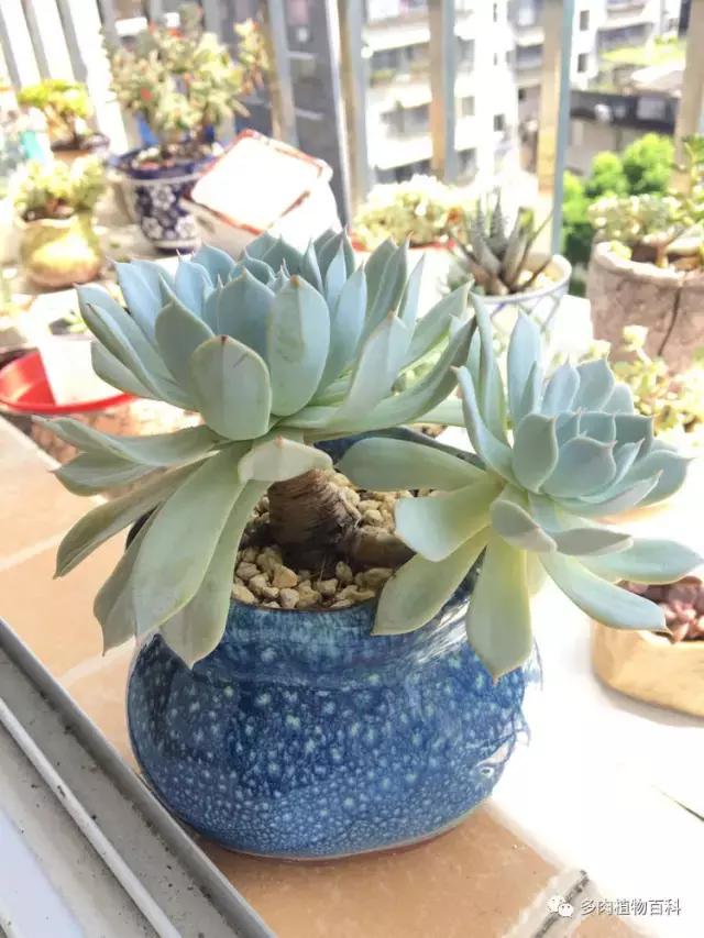 秋风送爽适用于九月吗,秋风送爽赏景天