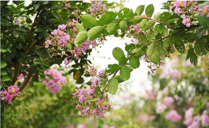 开在秋季的紫藤花,开在秋天的花卉有什么品种