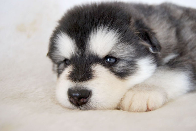 阿拉斯加犬最好的是什么品种,世界名犬阿拉斯加雪橇犬工作犬