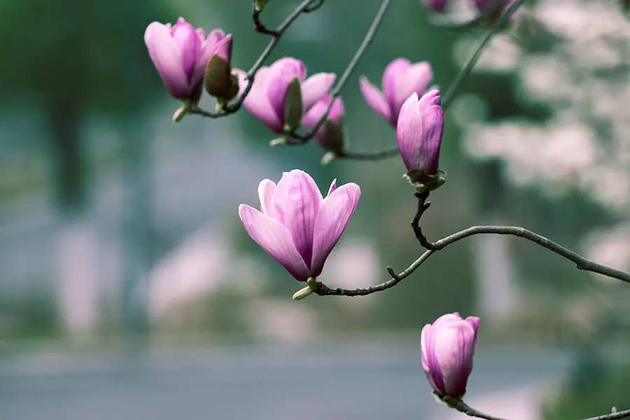 南京十大赏花胜地,南京玄武湖春季赏花攻略请收好