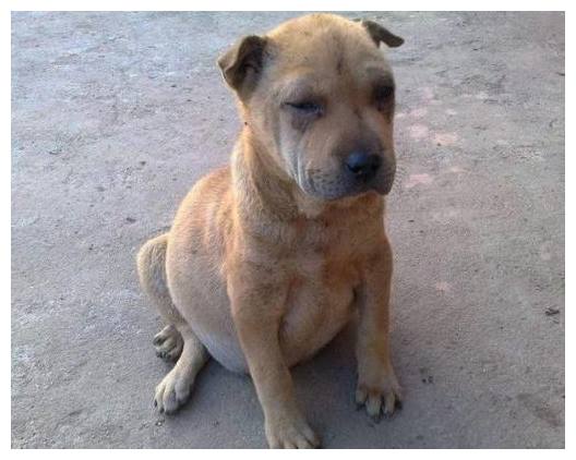 小土狗一动不动奄奄一息四肢无力,土狗怀孕小狗死肚子里了