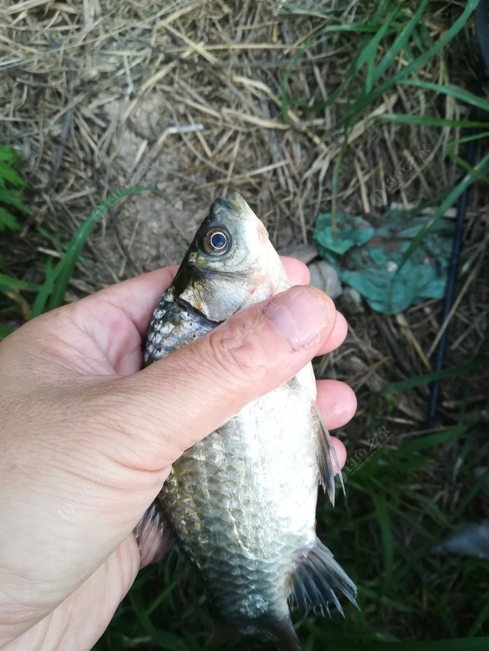 偶遇新物种，独战板鲫群