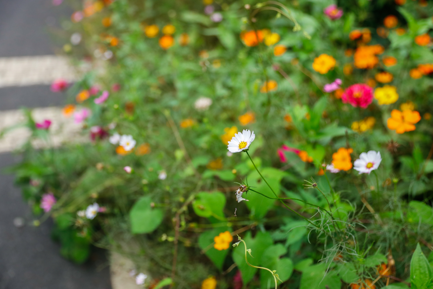 四川旅游一条很直的公路,四川唯一一条有路灯的高速公路