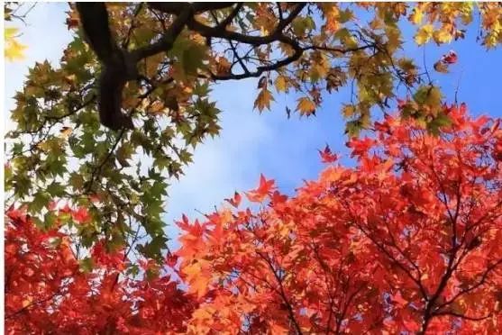 秦皇岛秋景最好的地方 (秦皇岛周边十月赏秋色的地方)