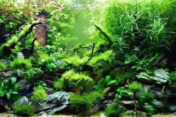 家装水景鱼缸造型全景,家居水景大号