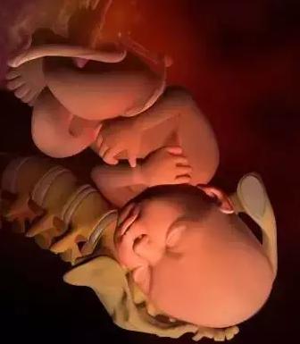 生命的由来胚胎发育全过程动画,生命发育的过程