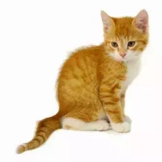 养宠对孕妇和胎儿的影响,怀孕与宠物