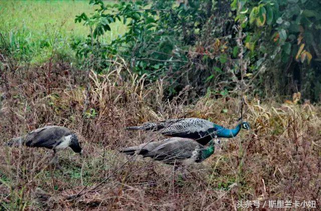 南亚岛国斯里兰卡人的“不老回春术”是什么?