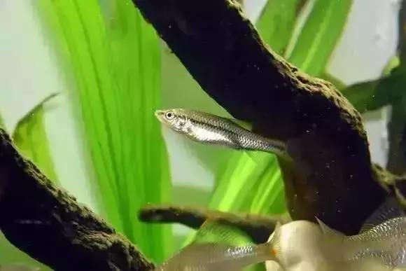 家装水景鱼缸造型全景,家居水景大号