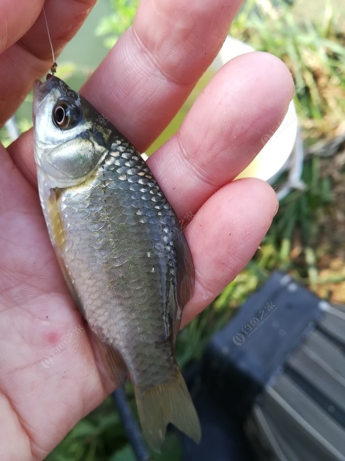 偶遇新物种，独战板鲫群