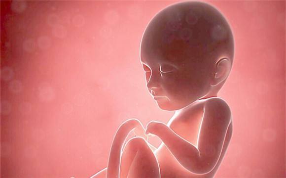 生命的由来胚胎发育全过程动画,生命发育的过程