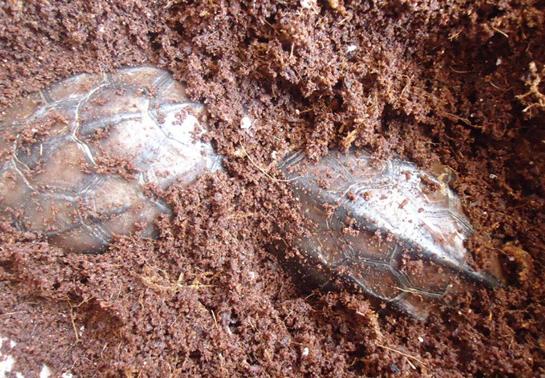 乌龟如何防止冬眠,如何让乌龟安全度过冬眠