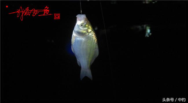 乌河湿地公园夜钓鱼,乌水边夜钓