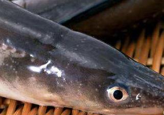 动漫盘点：住手！他不是坏人，看他那和善的眼神！