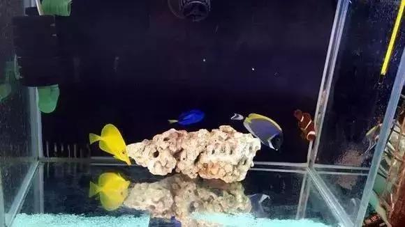 家装水景鱼缸造型全景,家居水景大号