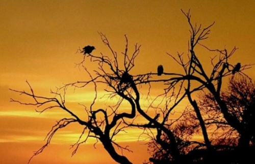 秋思之祖——断肠人在天涯