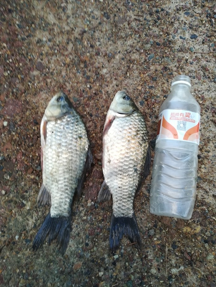 偶遇新物种，独战板鲫群