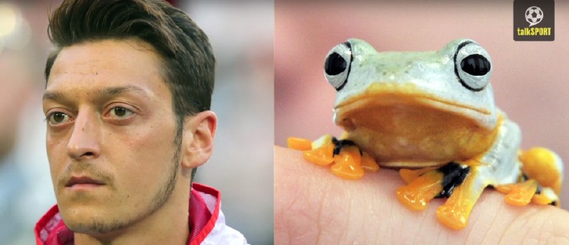 太像了！太像了！你喜欢的足球运动员像什么动物？