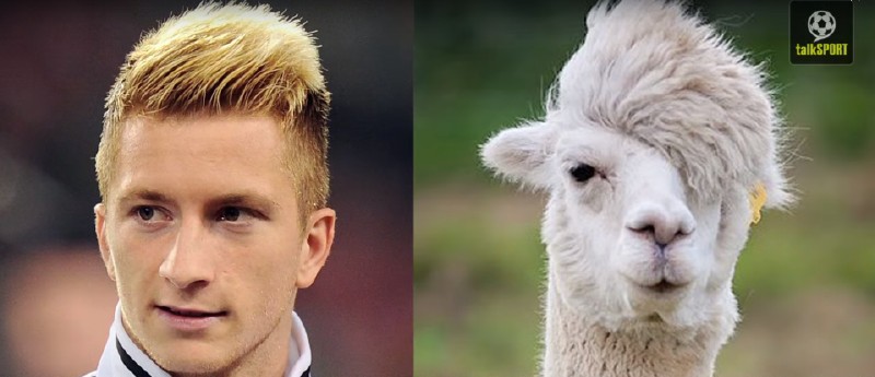 太像了！太像了！你喜欢的足球运动员像什么动物？