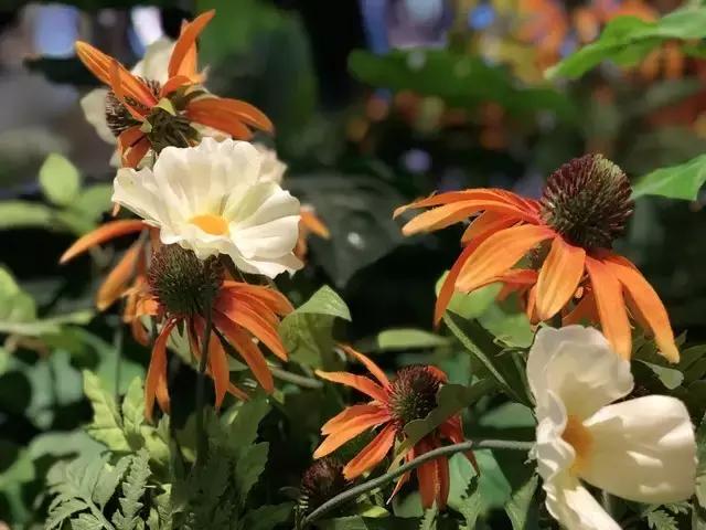 iPhone8全面评测，升级点有这几个此文章转自中关村在线