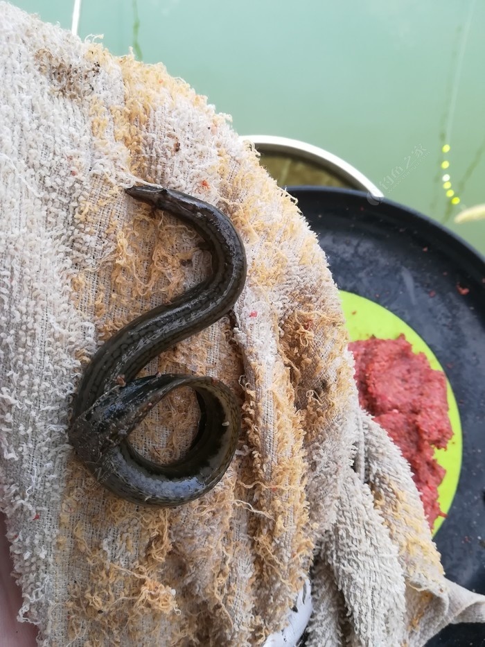 偶遇新物种，独战板鲫群