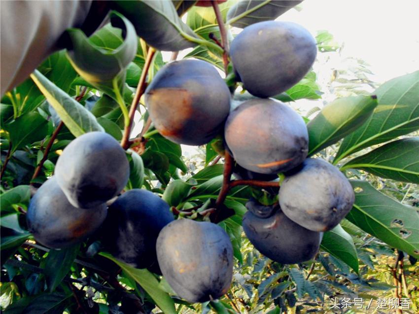 土专家致富领路人,土专家种植项目
