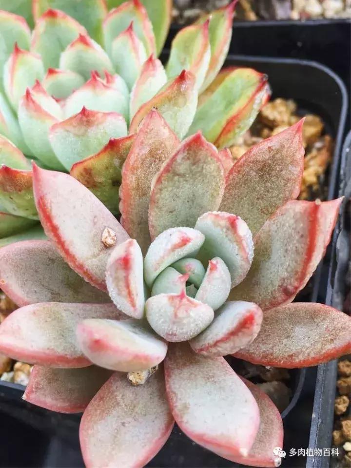 多肉吸收露水会长得更好吗,露养多肉有露水怎么办