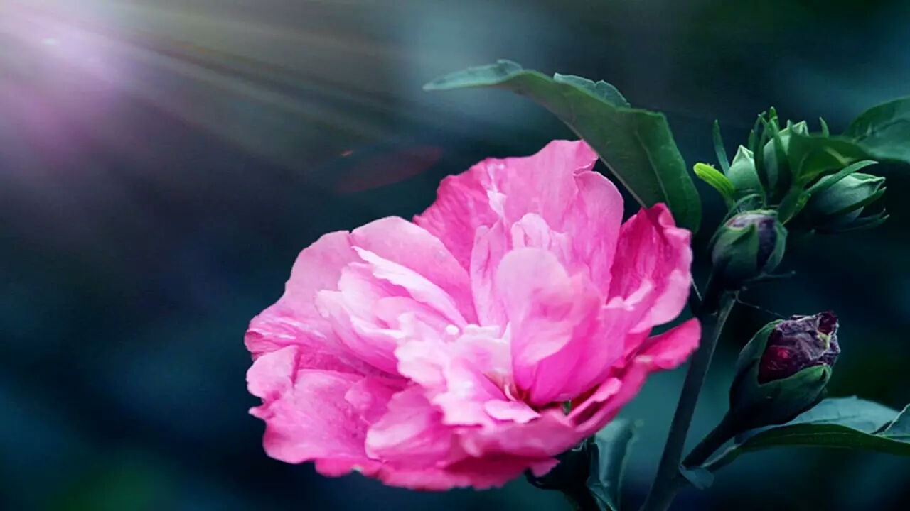 各国的国花都是什么花,不同国家的国花及其象征意义