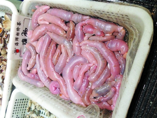 新鲜海肠子价格表,鲜海肠子多少钱一斤