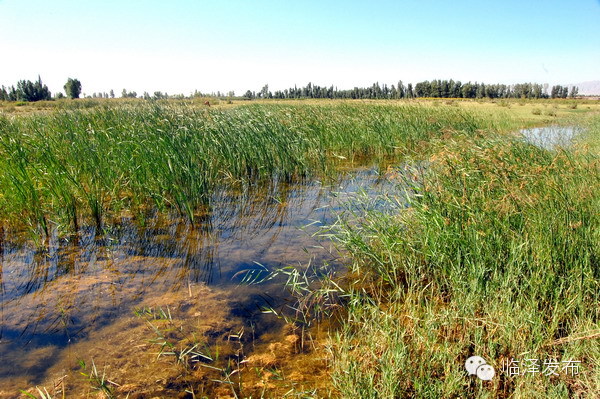 临泽双泉湖规划,临泽双泉湖